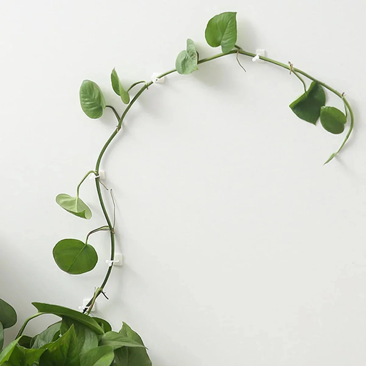 DIVERSE DEPOT™ - Self-Adhesive Plant Climbing Clips